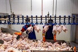 مرغ‌های کم وزن به بازار آمد!