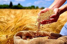 شمارش معکوس برای اعلام قیمت خرید تضمینی گندم