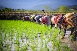 قیمت تحویل برنج از سمت کشاورزان هم بالا رفت / همه بخوانید