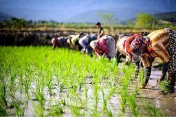 چالش‌های برنج‌کاران گیلانی زیاد شد
