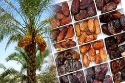 قرارداد بزرگ خرمایی در ایران / ارزش ۲۰۰ میلیون دلار ناقابل!